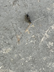 Tiphiinae