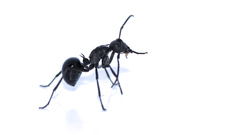 Polyrhachis gagates