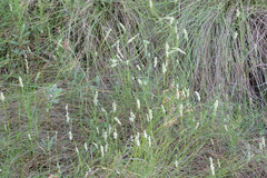 Melica ciliata