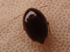 Scaphisoma agaricinum