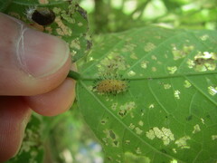 Epilachna varivestis