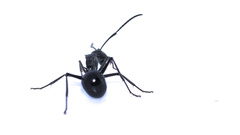 Polyrhachis gagates