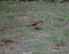 Cossypha caffra caffra