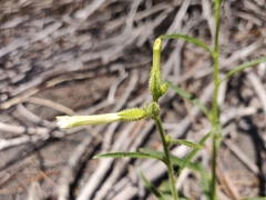 Nicotiana