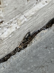 Tiphiinae