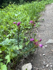 Phyllodoce empetriformis