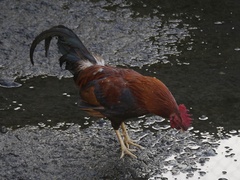Gallus gallus domesticus