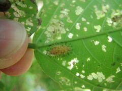 Epilachna varivestis