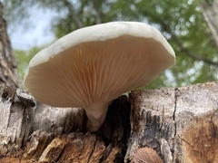 Pleurotus