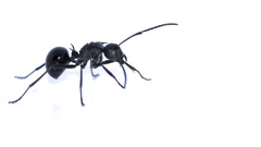 Polyrhachis gagates