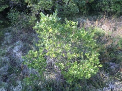 Vaccinium fuscatum