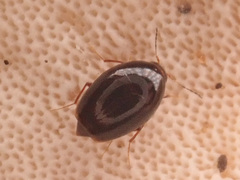 Scaphisoma agaricinum