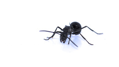 Polyrhachis gagates