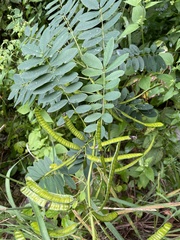 Senna