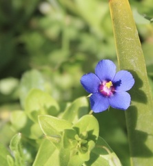 Lysimachia arvensis caerulea