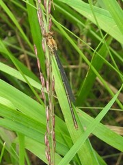 Argia