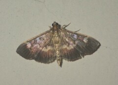 Syllepte segnalis