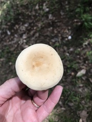 Lactifluus hygrophoroides