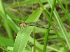Argia