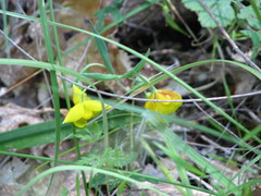 Calochortus amabilis