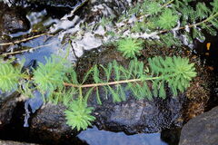 Myriophyllum aquaticum