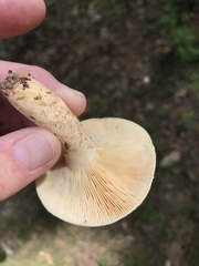 Lactifluus hygrophoroides