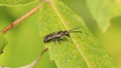 Dialictus