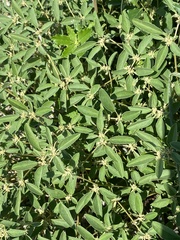 Croton monanthogynus