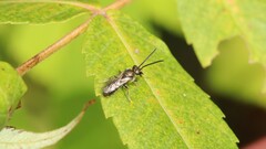 Dialictus