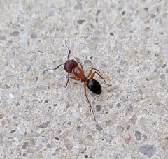 Camponotus floridanus