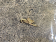 Faxonius virilis