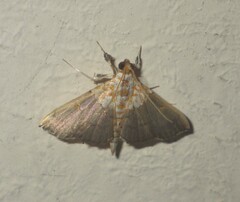 Agrotera nemoralis