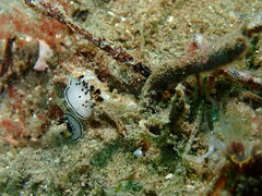 Acanthodoris rhodoceras