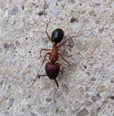 Camponotus floridanus