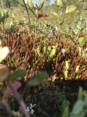 Polytrichum