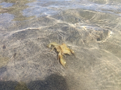 Faxonius virilis