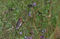 Carpodacus erythrinus
