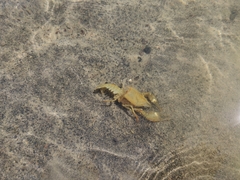 Faxonius virilis