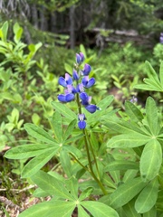 Lupinus latifolius