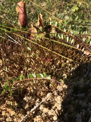 Polytrichum