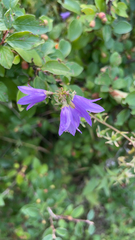 Campanula rapunculoides