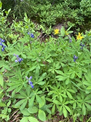 Lupinus latifolius