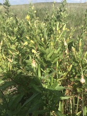 Oenothera