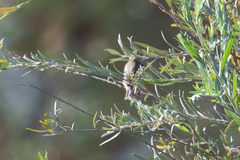 Spinus psaltria