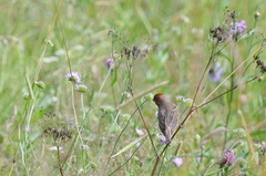 Carpodacus erythrinus