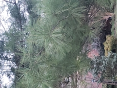 Pinus