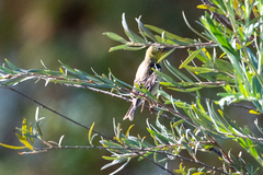 Spinus psaltria