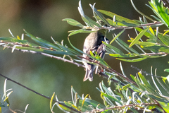 Spinus psaltria