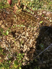 Polytrichum