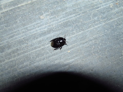 Geotomini